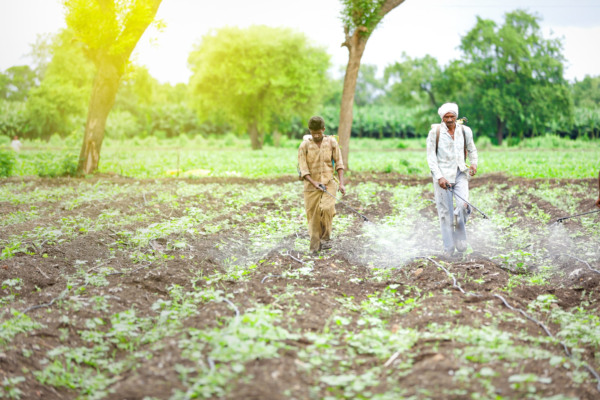 Warfare and the wheat field: Why India needs a new fertiliser strategy bl-premium-article-image