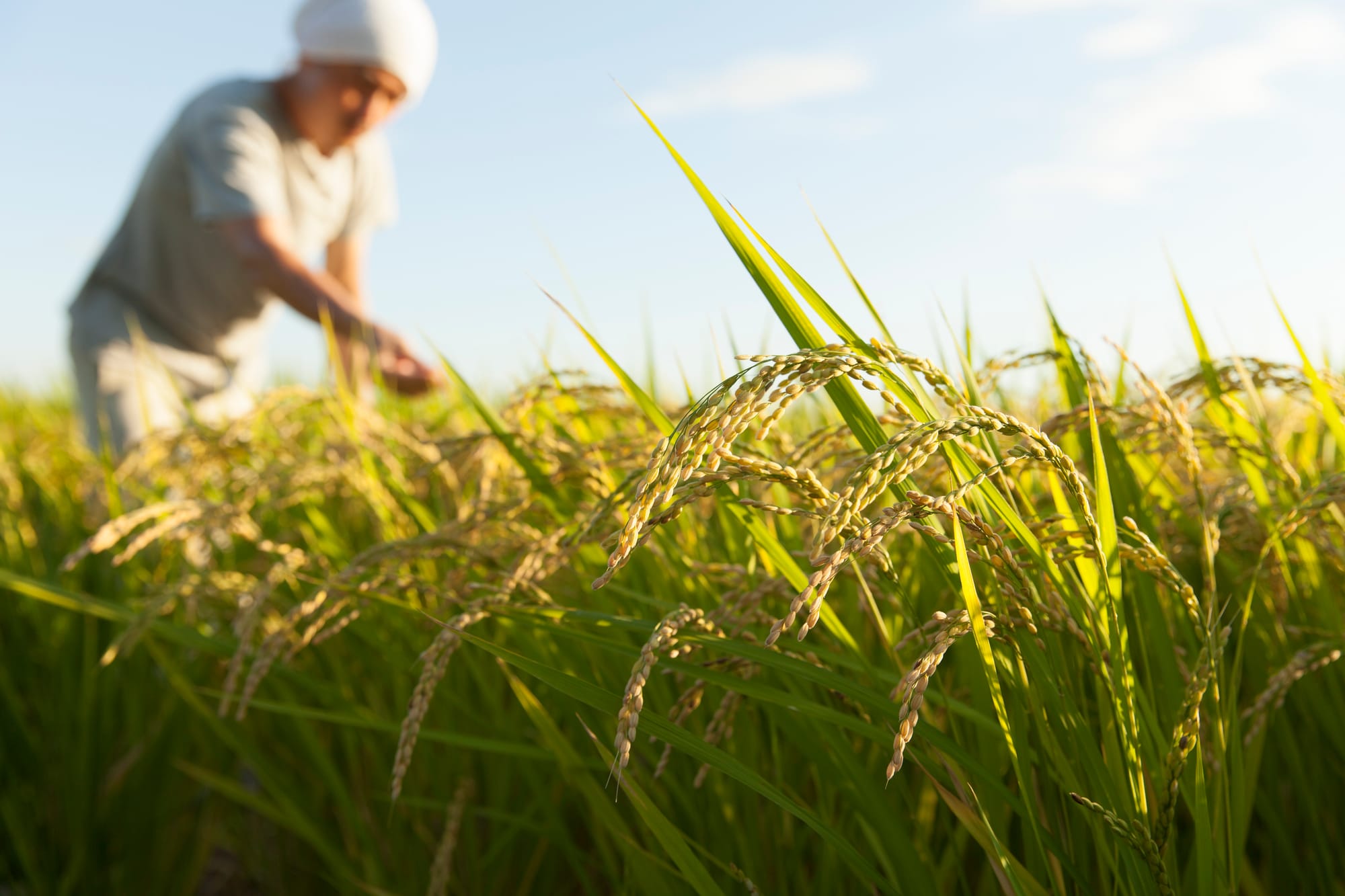 India gets two genome-edited rice varieties