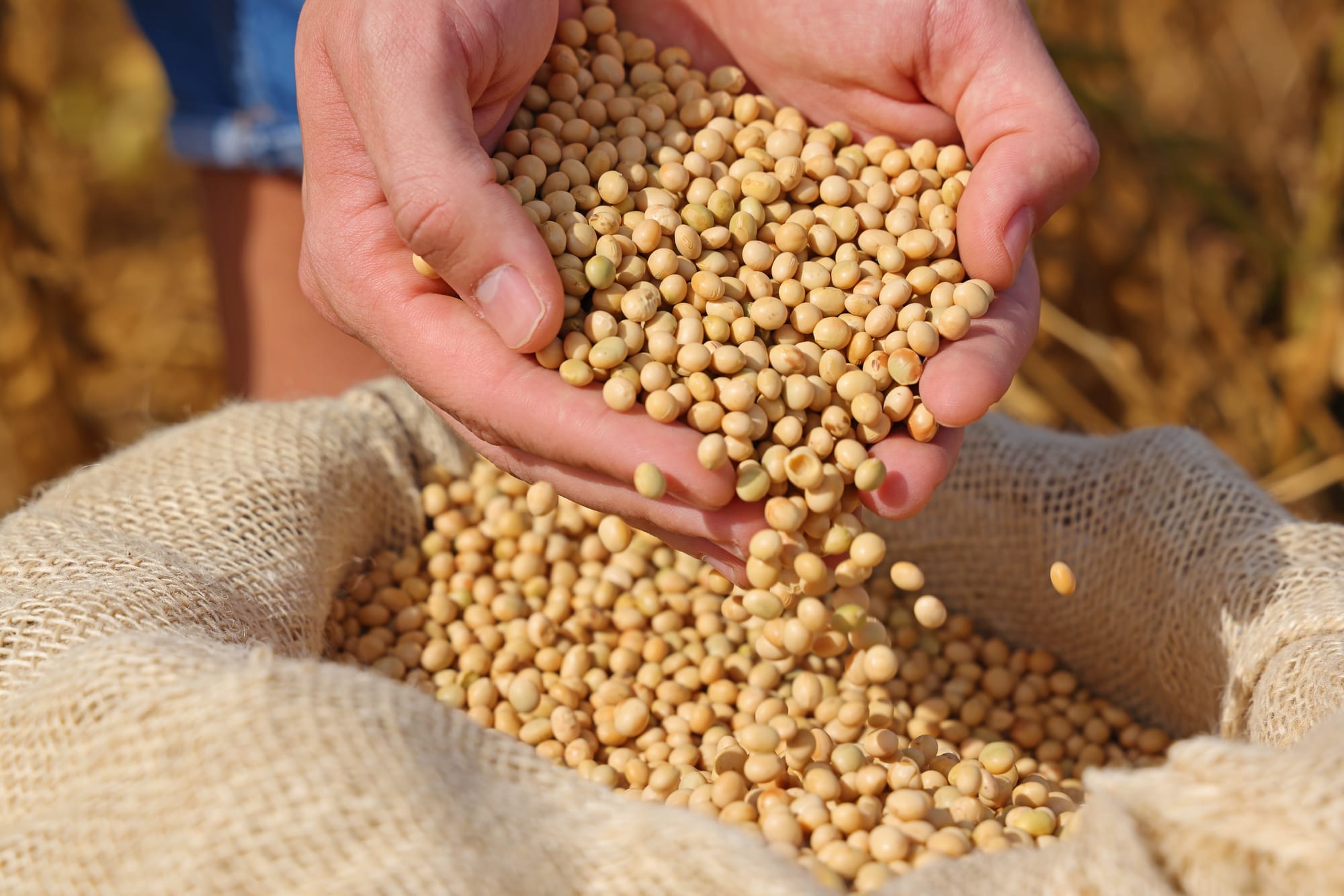 Amid import pressure: Govt to promote pulses cultivation in 7 states via seed distribution drives