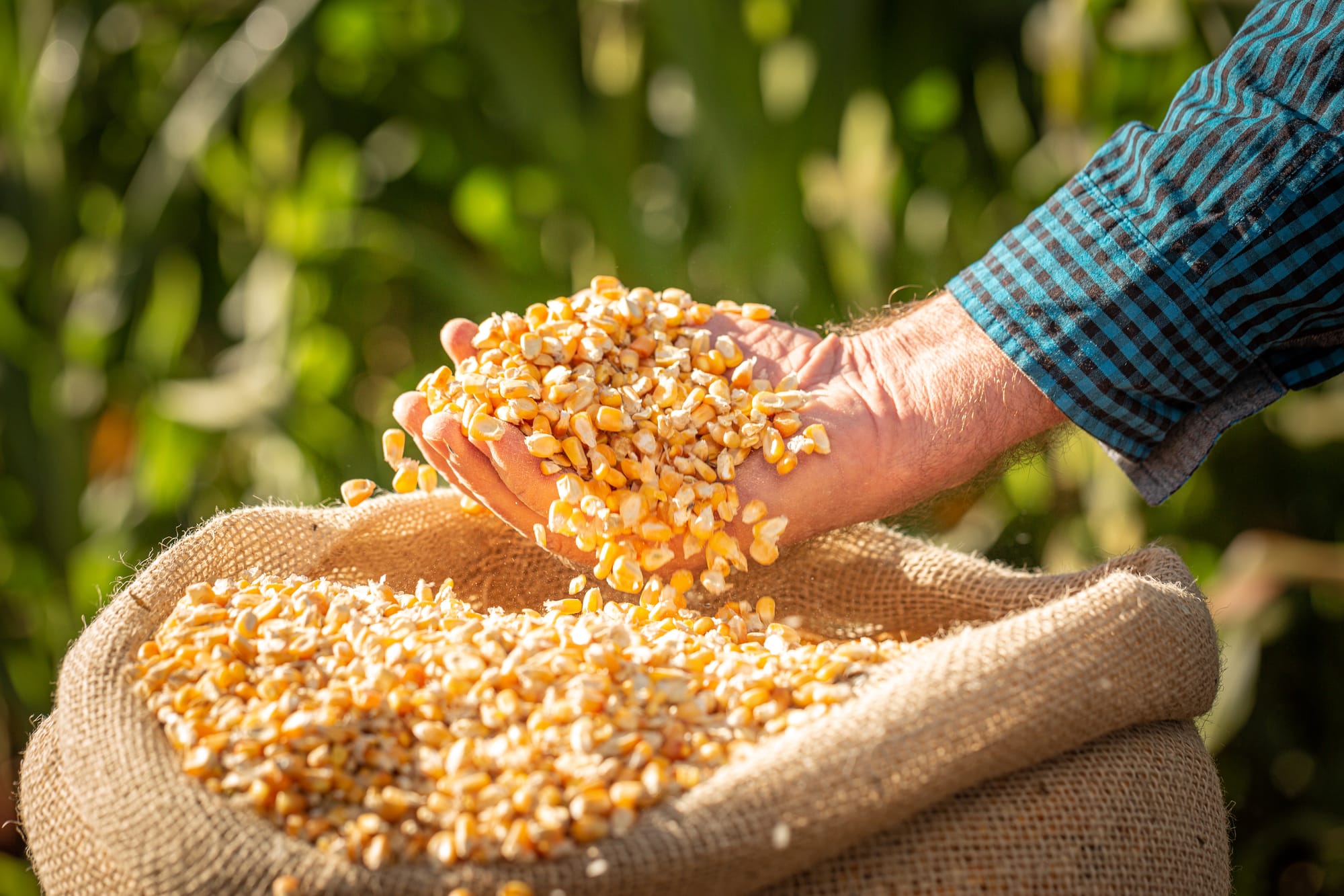 Cheap maize import will hurt “Atmanirbhar Bharat” goals: GEMA