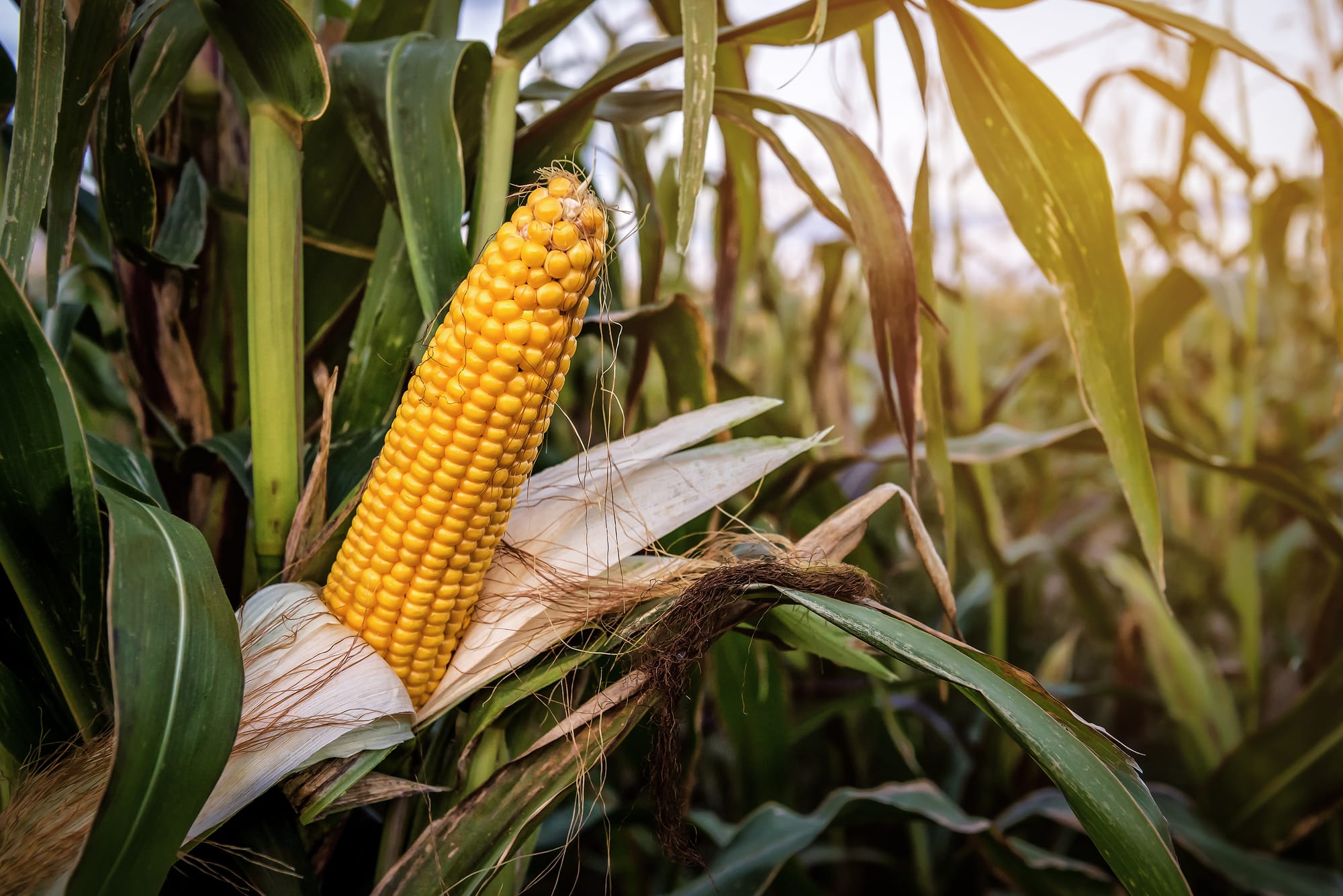 India has potential to more than double its maize production to 86 million tonnes by 2047: Agriculture Minister