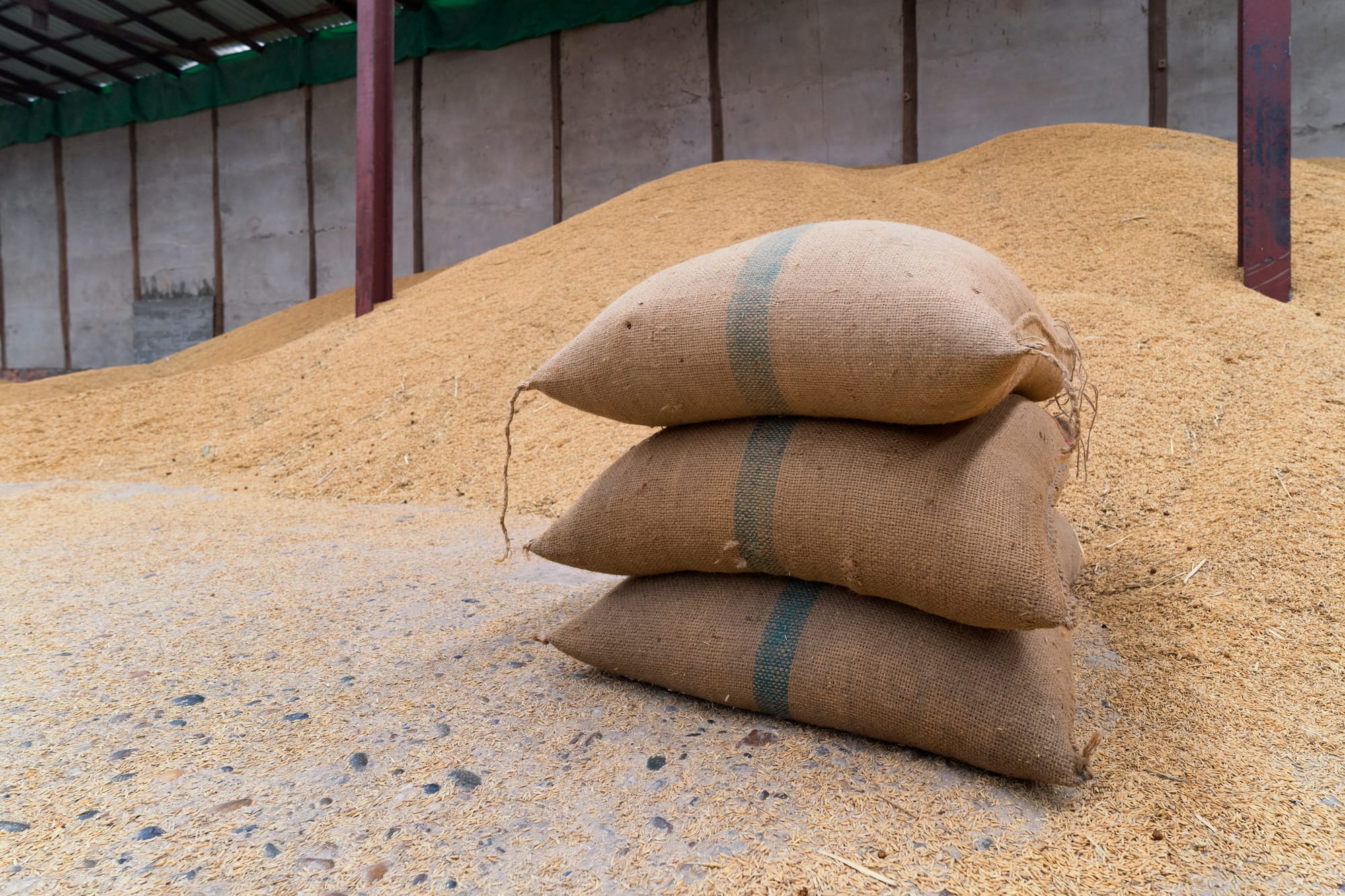 🌾📈 India’s Granaries Overflow: Record-Breaking Rice & Wheat Reserves!