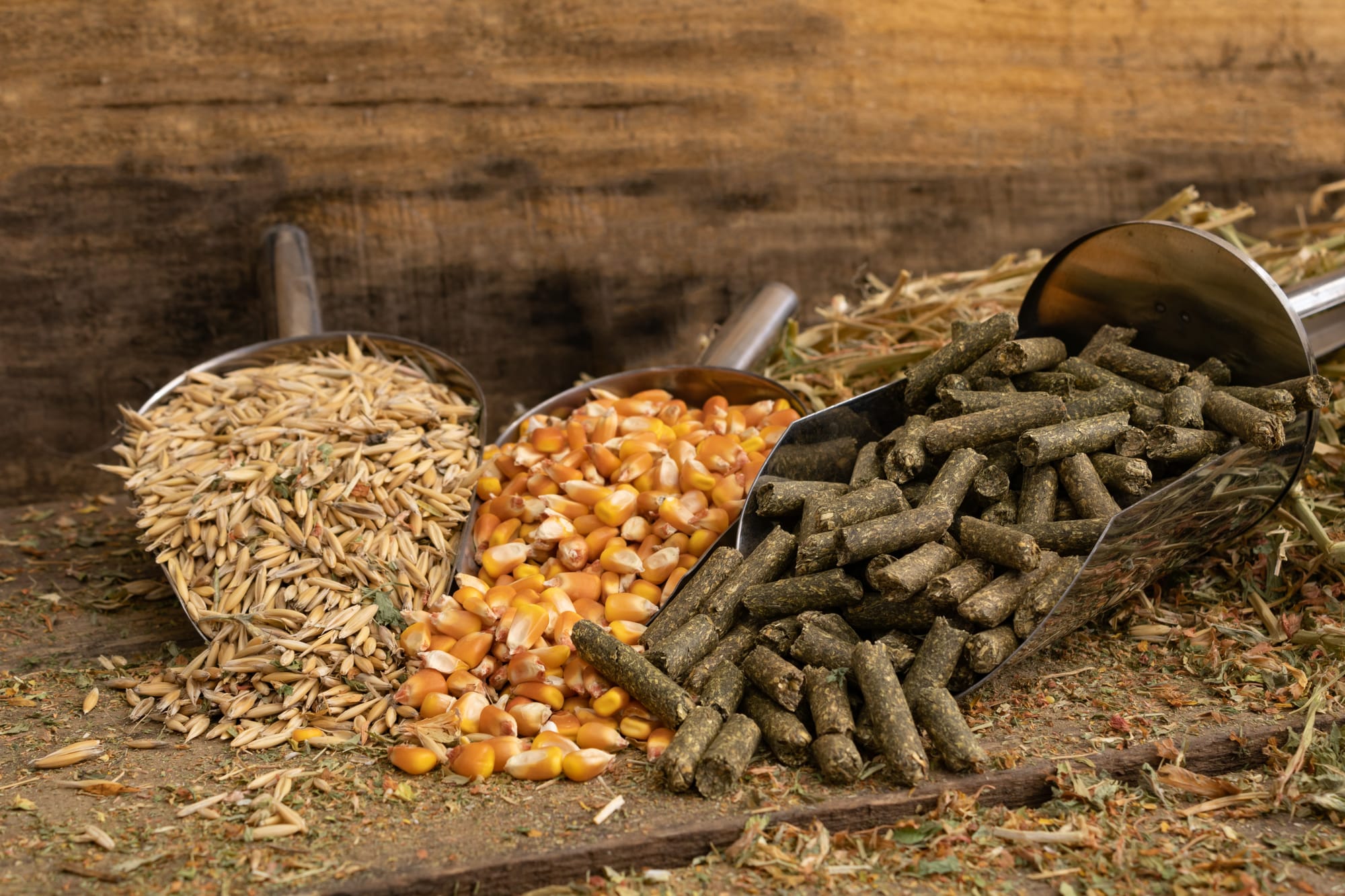 🚀🌏 SOUTHEAST ASIA DDGS MARKET SURGES WITH 10.6% CAGR DRIVEN BY RISING DEMAND IN LIVESTOCK & AQUACULTURE FEED 🌾🐄🐟📈 www.asiaagrifood.com