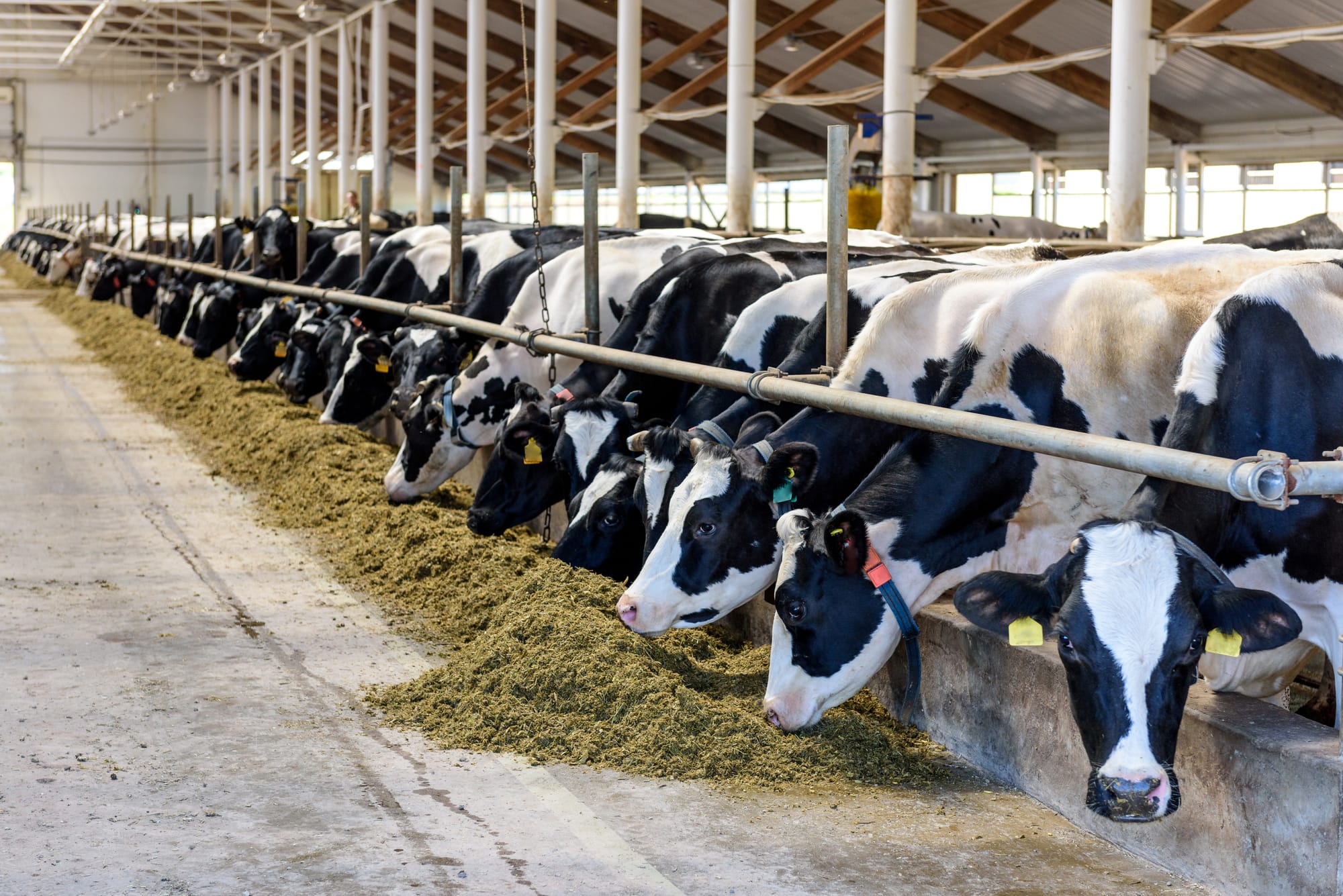 ๐ SOUTHEAST ASIAN MARKETS CAPTURE 25โ30% OF ASIAโS ANIMAL FEED EQUIPMENT INDUSTRY ๐โ๏ธ๐ www.asiaagrifood.com