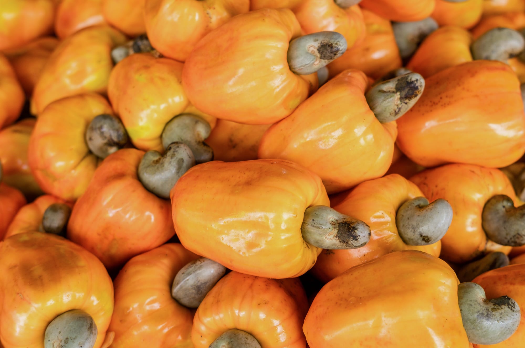 🇻🇳🌰 VIETNAM TARGETS USD 4.5 BILLION IN CASHEW EXPORTS FOR MY26 AS WORLD’S LARGEST PROCESSOR & EXPORTER 📦📈 www.asiaagrifood.com