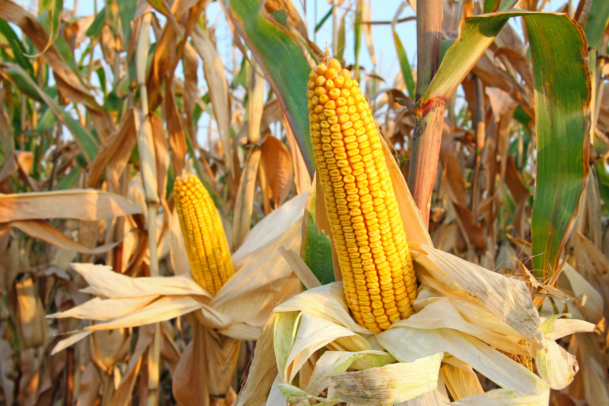 🌽📈 SOUTHEAST ASIA CORN MARKET SET TO GROW AT 4.9% CAGR (2026–2031) AMID RISING LIVESTOCK DEMAND - www.asiaafgrifood.com