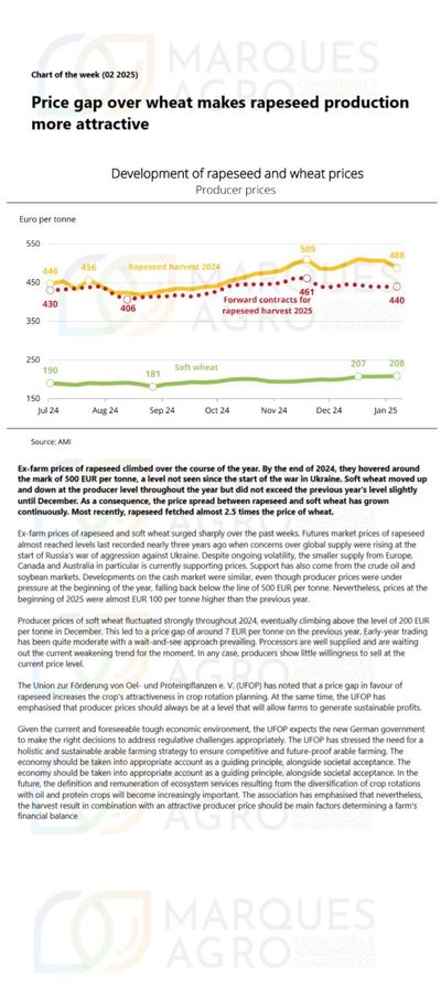 Price gap over wheat makes rapeseed production more attractive