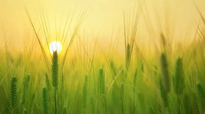 Special Focus On Agriculture In Upcoming Budget: Shyam Singh Rana