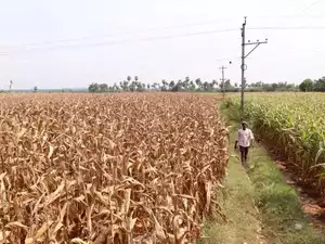 India set to raise farm budget by over 15%, biggest increase in six years