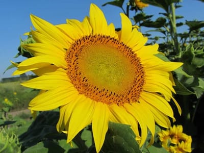 Ukrainian farmers again got a chance to sell #sunflower at 28,000 UAH/t, but prices may fall soon