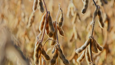 Soyabean sector in Russia and Ukraine expands