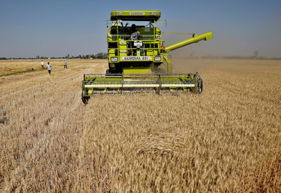 India braces for warmer February, wheat crop at risk, sources say