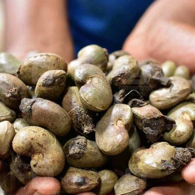 Not just Africa, cashew nuts to arrive in Kerala from Indian states also