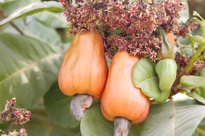 Food for Progress Success Story: Benin Cashews