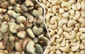 Cashew processors demand proper implementation of OTS scheme