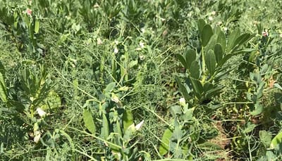 Pea and bean intercropping - lessons learnt to date