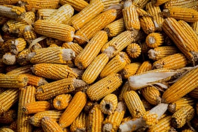 Maize Market Update: Prices Decline Temporarily Due to FCI Rice Sales