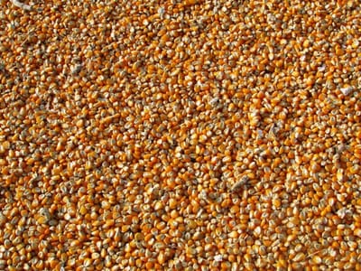Maize Market Braces for Impact