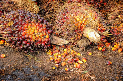 Palm oil production poised for modest growth in 2025