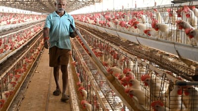 Poultry farmers urge Union Government to boost maize cultivation as government eyes increasing ethanol use in petrol