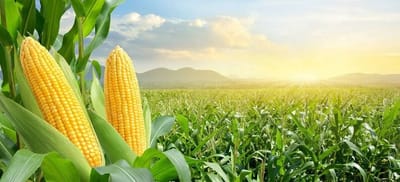 Rising Maize Acreage Across Seasons in India: Implications for the Seed Industry