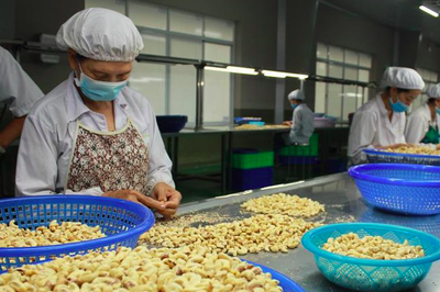 Cashew nut exports down by double digits
