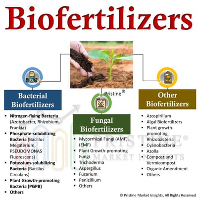 Biofertilizers are natural fertilizers containing living microorganisms....