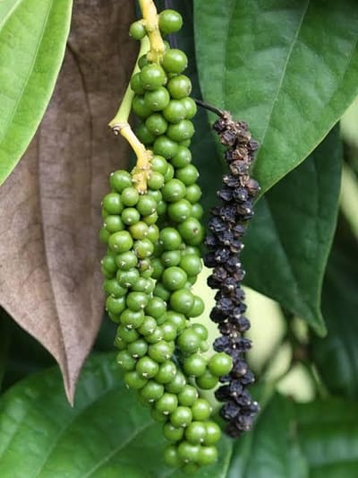 Kerala’s Black Pepper Output Drops 25% in a Decade Due to Pests, Floods