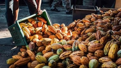 Tariffs on Cocoa Growers Boost Europe's Chocolatiers, Pressure U.S. Industry
