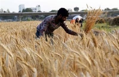 Indian Wheat Prices Begin to Soften on Hopes of Higher Production