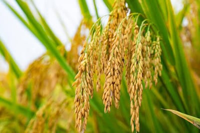 BRRI’s Rice Transplanter Can Boost Harvests by 10–15%, Slash Costs for Farmers