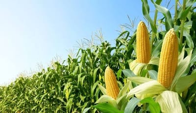Pakistan’s Corn Sector Strengthens on Poultry Rebound and Rising Domestic Demand