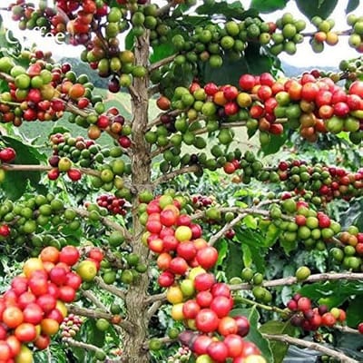 The Economics of Coffee Farming: How Global Demand Influences Local Coffee Farmers