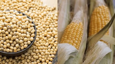 China Halts U.S. Soybean and Corn Purchases Amid Rising Trade Tensions and Tariff Retaliation