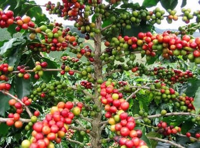 SAFE Project Launched in Vietnam: A Sustainable Transformation of the Coffee Supply Chain