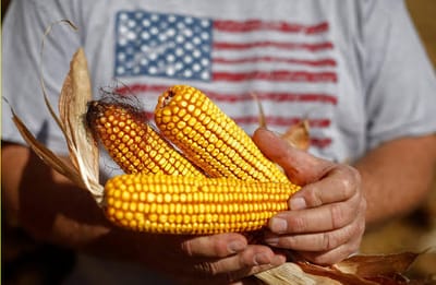 Japan Considers Boosting U.S. Corn Imports Amid Tariff Negotiations