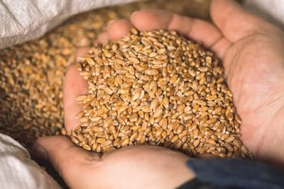 🌾 Wheat Spoilage Fears Mount in Punjab as Over 60 Lakh Tonnes Remain Unsold in Mandis