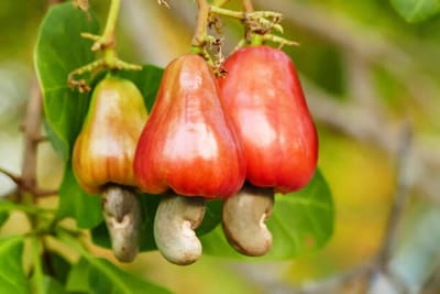 Vietnam’s Cashew Industry Stays Resilient Amid Global Headwinds