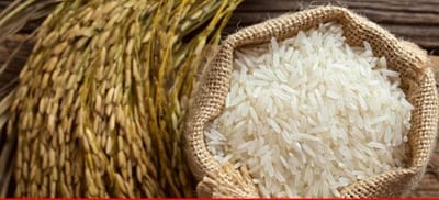 Vietnam to Export Low-Carbon Rice to Japan, Opens New Era in Green Agriculture