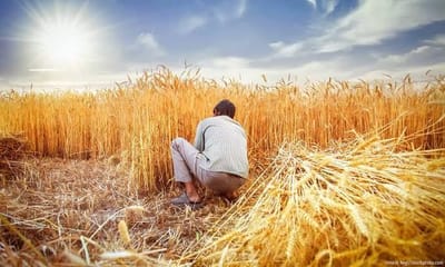 Government Reimposes Wheat Stock Limits Amid Record Production and Price Stabilization Efforts