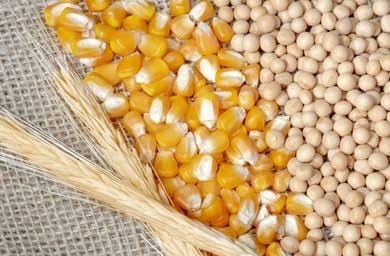 🌽 Soybeans & Corn Firm Ahead of U.S.–China Trade Talks, Wheat Softens