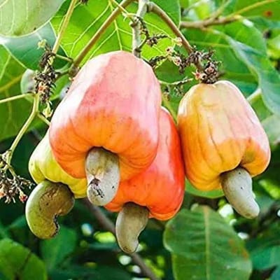 Vietnam Spends $2 Billion on Cashews as Imports from Cambodia Soar 🌰