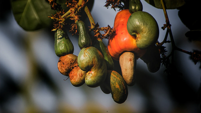Bengal to boost cashew