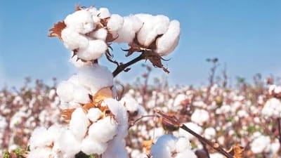 👕 Cotton Confidence: U.S. Cotton Trust Protocol Sees Record-Breaking Growth in 2025