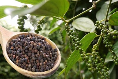 Kerala sees black pepper prices soar past Rs 650/kg, cardamom crosses Rs 3,120/kg – here’s why