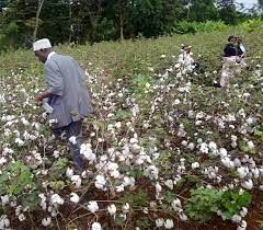 SatSure Analytics India Partners with KALRO to Advance Agricultural Intelligence in Kenya