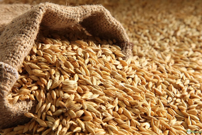 Indore wheat market sees steady demand, prices stable amid seasonal stock holding