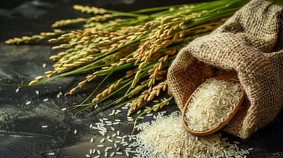 Insecticides India & Corteva Launch Rice Product