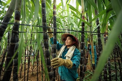 SUGAR ETHANOL BIOENERGY INT- Sugar rush turns sour for Việt Nam’s sweet industry