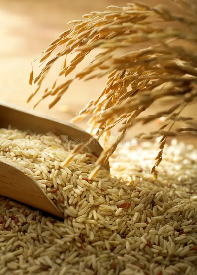 India to Supply Fortified Rice to UN WFP